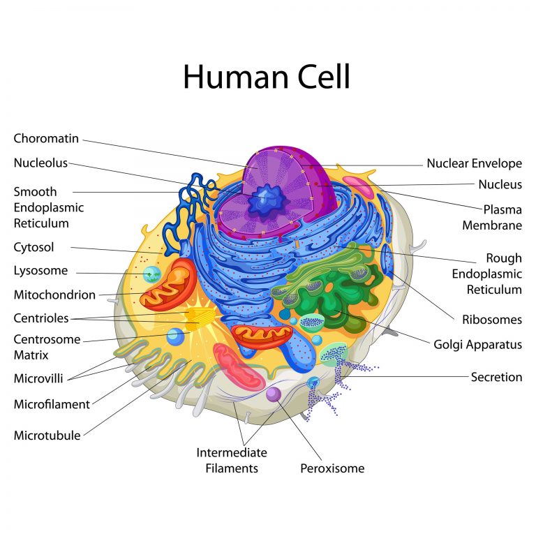 Education Chart Of Biology For Human Cell Diagram Healthier Active