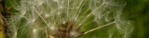 Close up dandelion