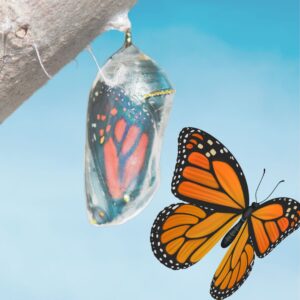 Butterfly Transformation